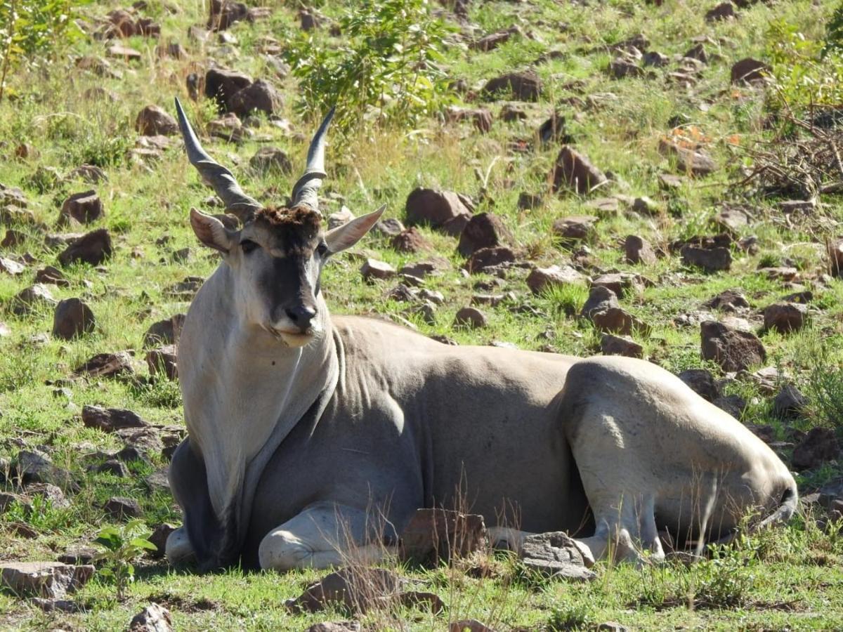 Tented Adventures Pilanesberg Exterior foto